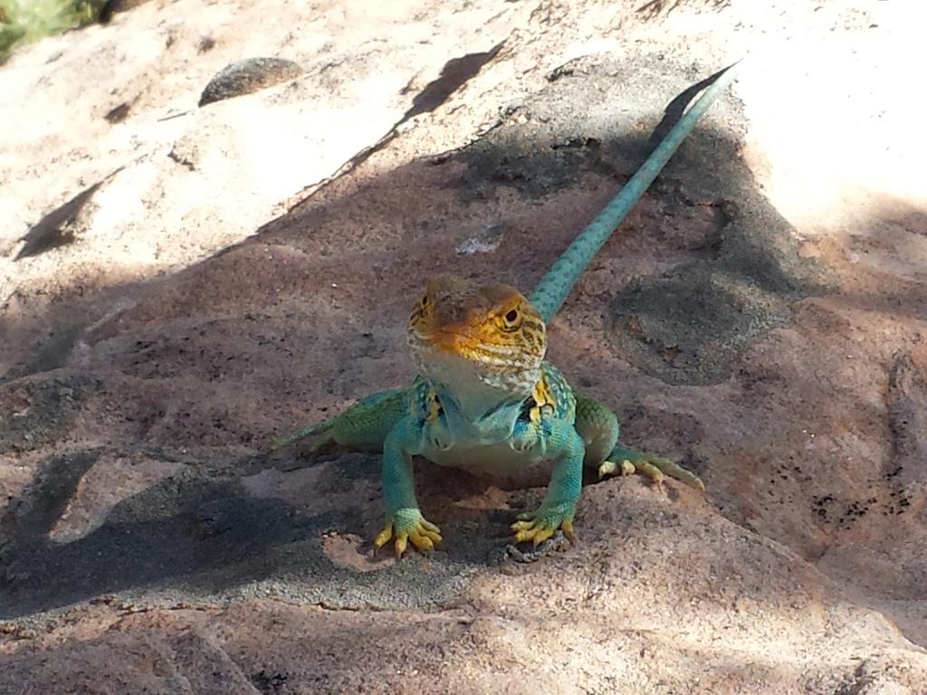 Stone Lizard Lodge Blanding Luaran gambar